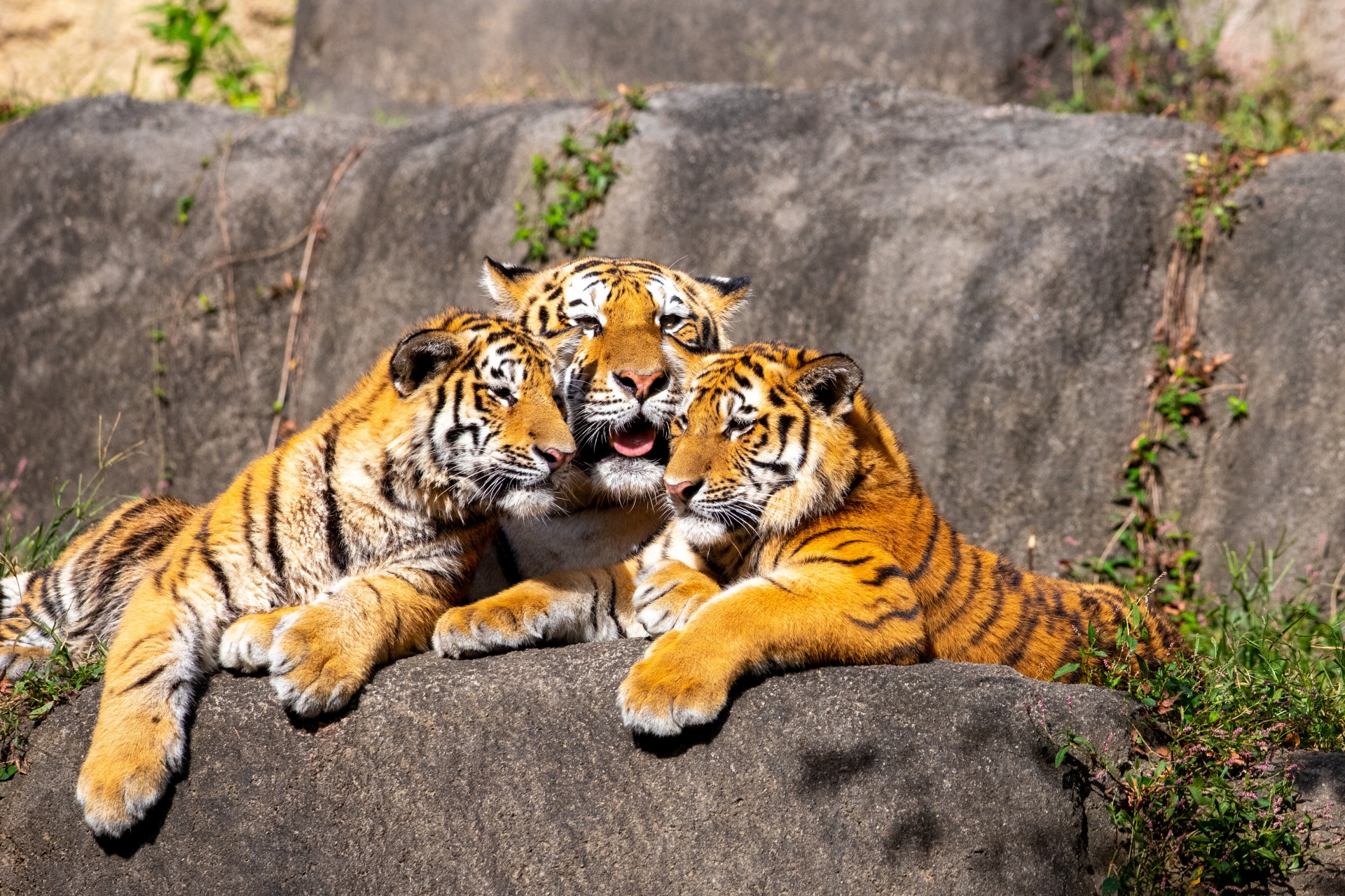 動物園のトラ