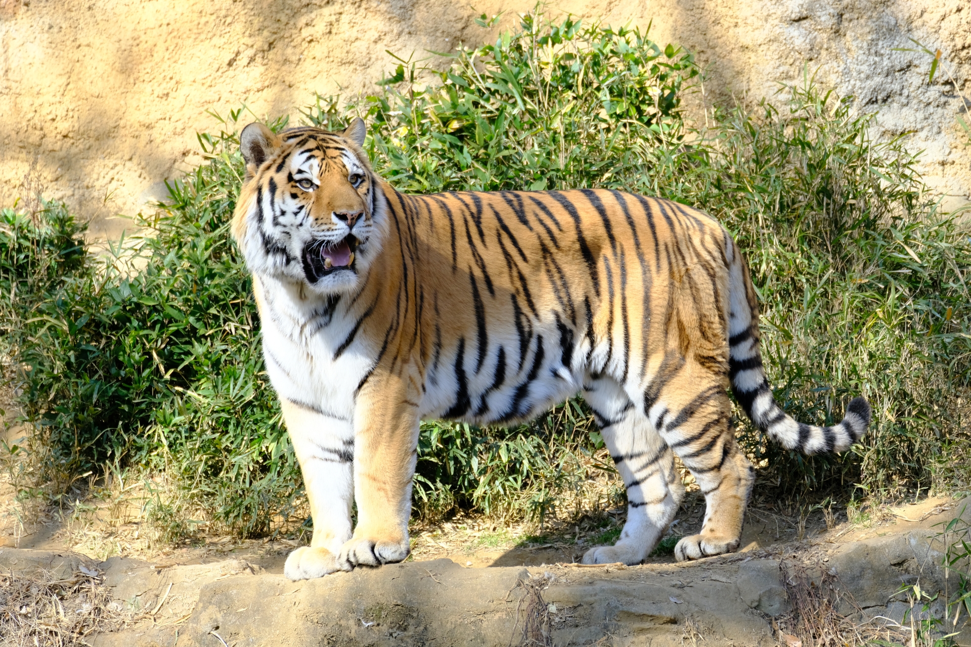 動物園のアムールトラ
